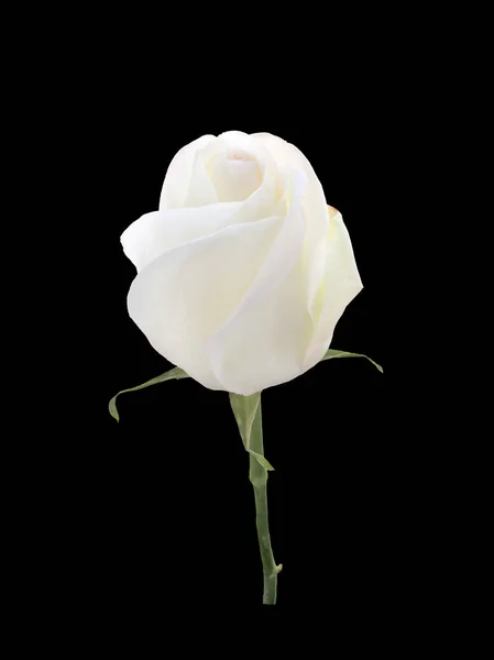 Beautiful white rose — Stock Photo, Image