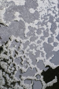 Koyu kırmızı gül