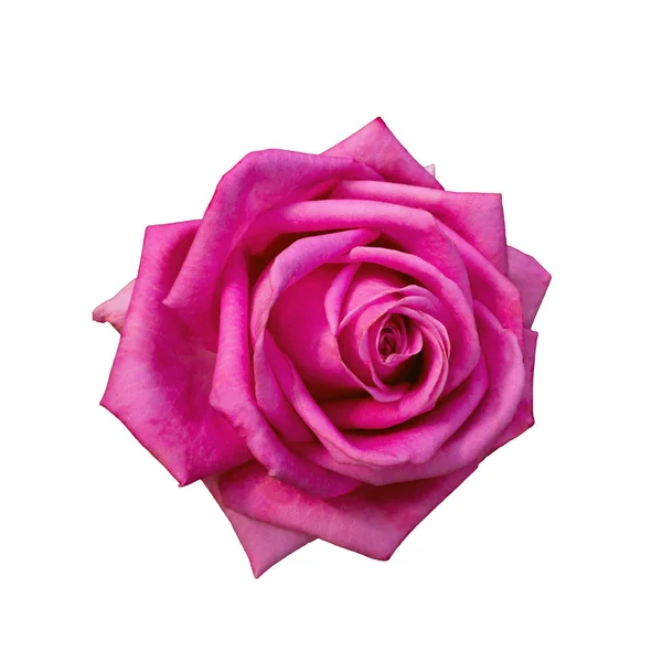 Schöne rosa Rose — Stockfoto