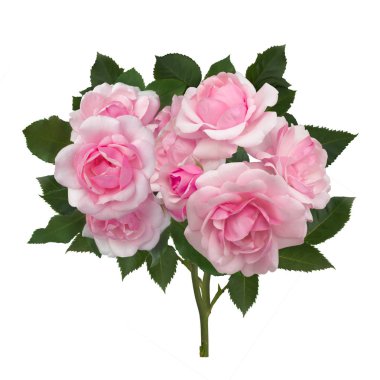 yeşil yaprakları ile gül goncası