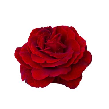 Koyu kırmızı gül