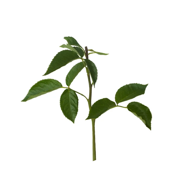 Groene roos bladeren geïsoleerd op wit — Stockfoto