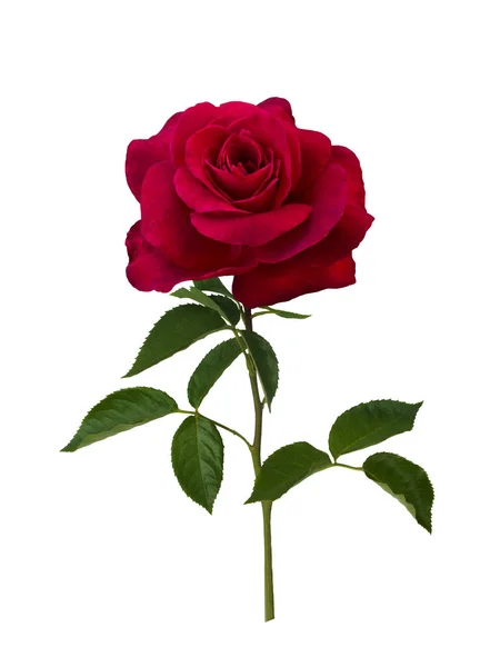 Rosa rosso scuro — Foto Stock