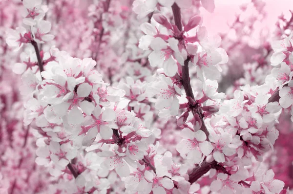 Kirschblüten im Freien — Stockfoto