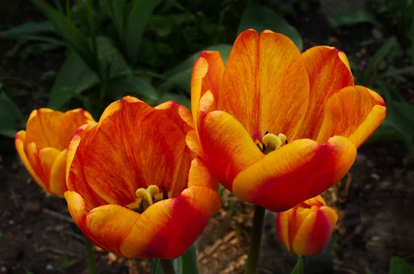 Kırmızı Turuncu Sarı laleler