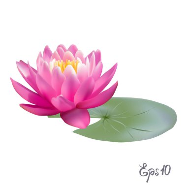 Beautiful realistic illustration of a lily or lotus clipart