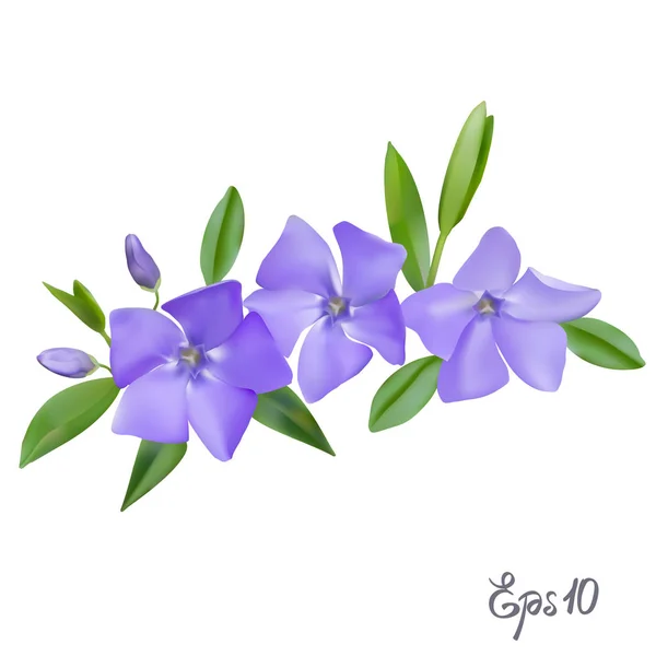 Ramo de flores Periwinkle — Vetor de Stock