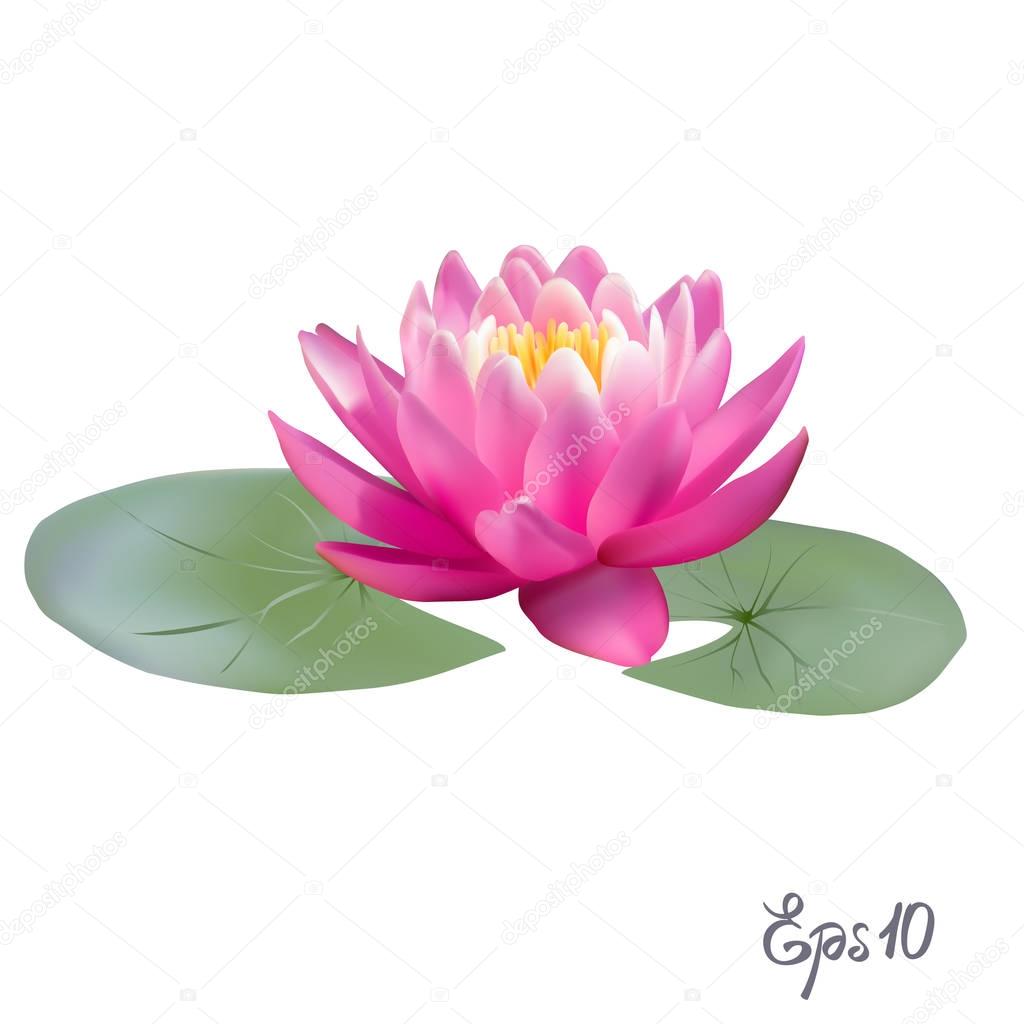 Beautiful realistic illustration of a lily or lotus