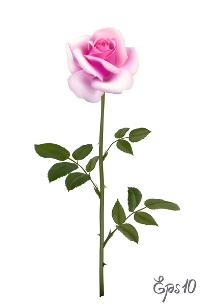 美丽的粉红玫瑰，白色背景隔离. — 图库矢量图片