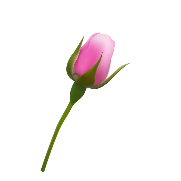 Pink rose flower. — Stock Vector