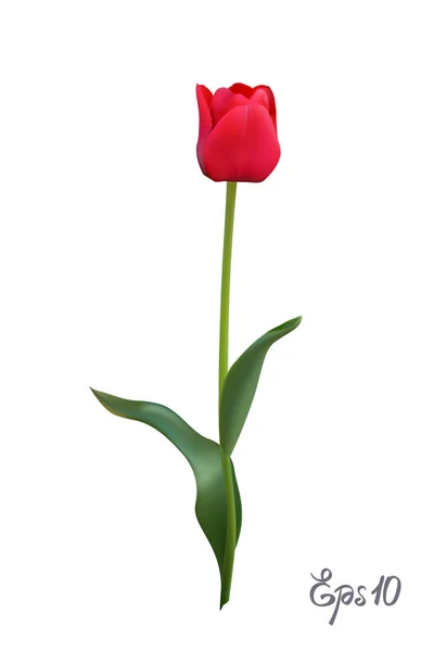 Red Tulip isolado no fundo branco fechar. ilustração vetorial de malha foto-realista . — Vetor de Stock