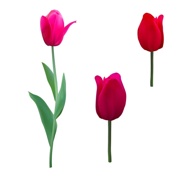 Tulipány, izolované na bílém pozadí zblízka. Fotorealistické pletivo vektorové ilustrace. — Stockový vektor