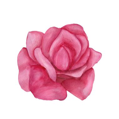 pembe Gül suluboya el boyaması, beyaz izole