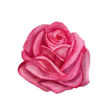pembe Gül suluboya el boyaması, beyaz izole