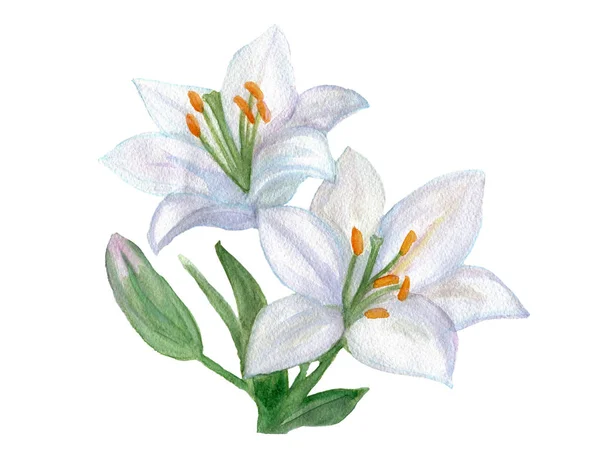 Mooie witte Lily. Aquarel illustratie. — Stockfoto