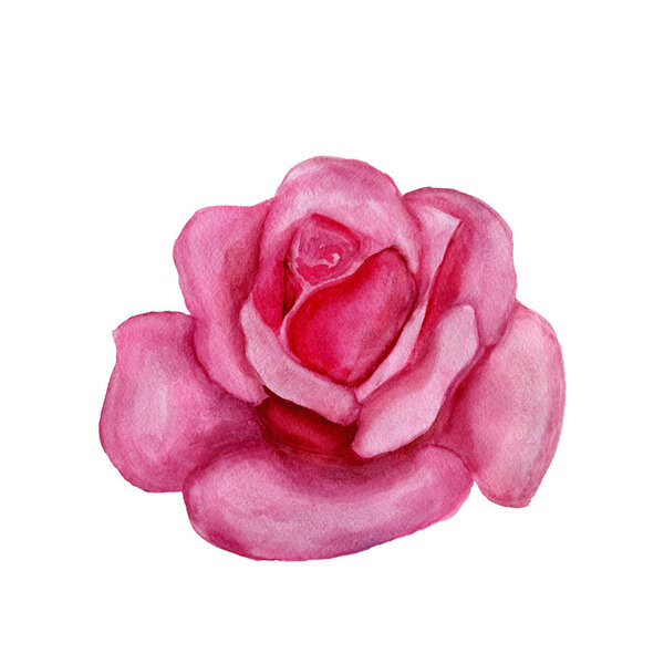 pink rose watercolor hand-painted, isolated on white