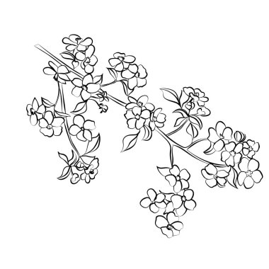 dal elma ağacı çiçekleri