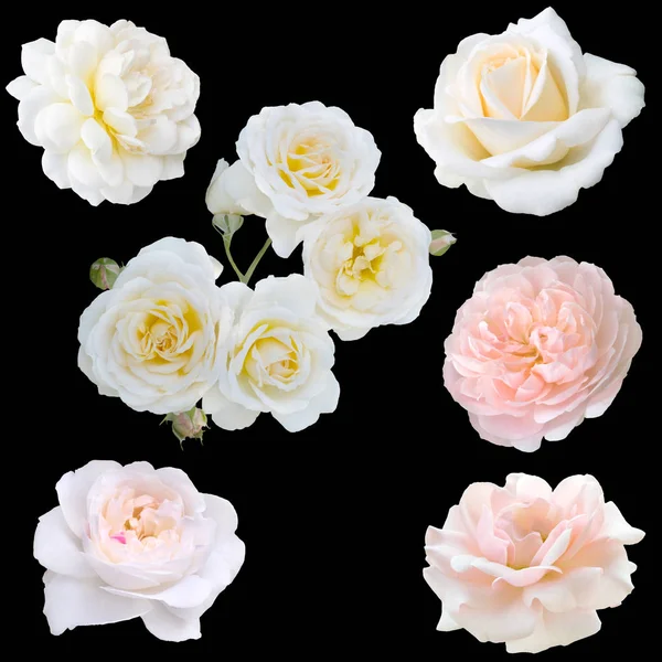 Collage de rosas blancas — Foto de Stock