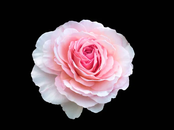 Mooie witte roos — Stockfoto