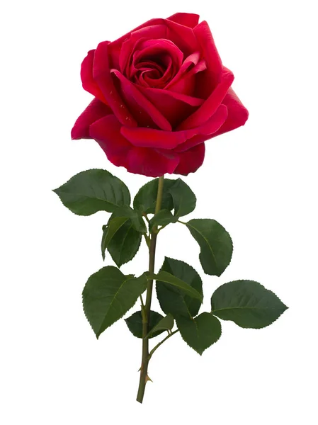 คอลเลจดอกกุหลาบสีขาว — ภาพถ่ายสต็อก
