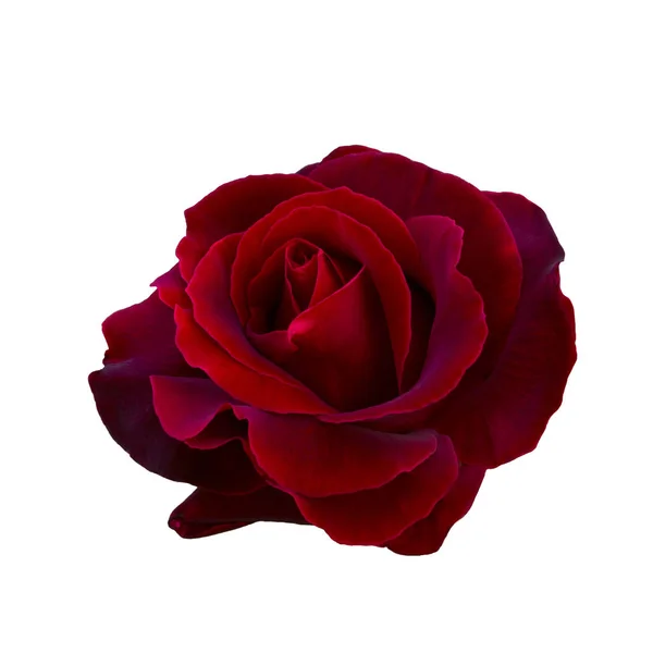 Dark red rose — Stock Photo, Image