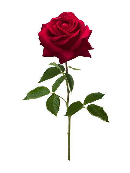 Koláž z bílých růží — Stock fotografie