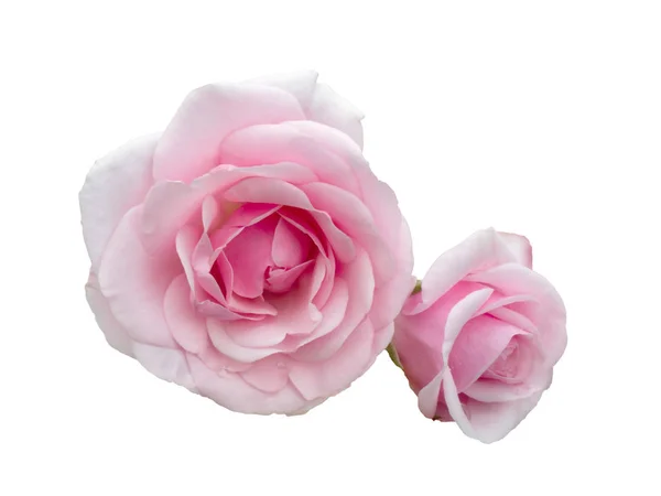 Dwa piękne różowe róże — Zdjęcie stockowe