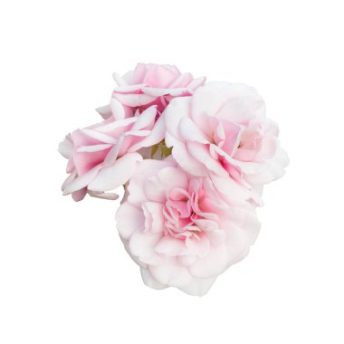 Güzel pembe gül grubu