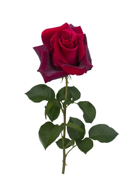 Dunkelrote Rose — Stockfoto