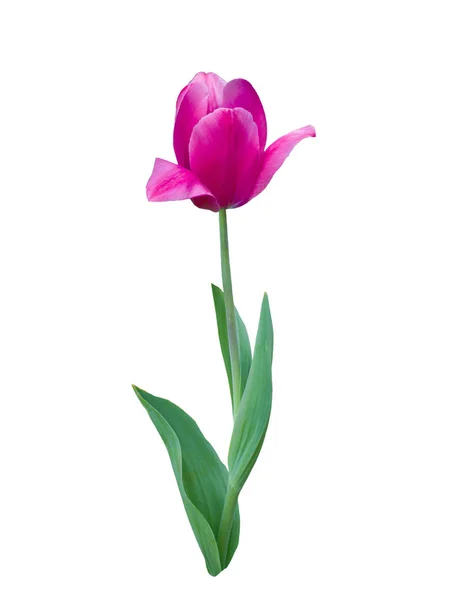 Tulipa rosa de perto — Fotografia de Stock