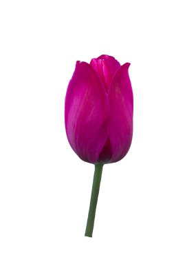 Pembe lale. Yakın çekim.