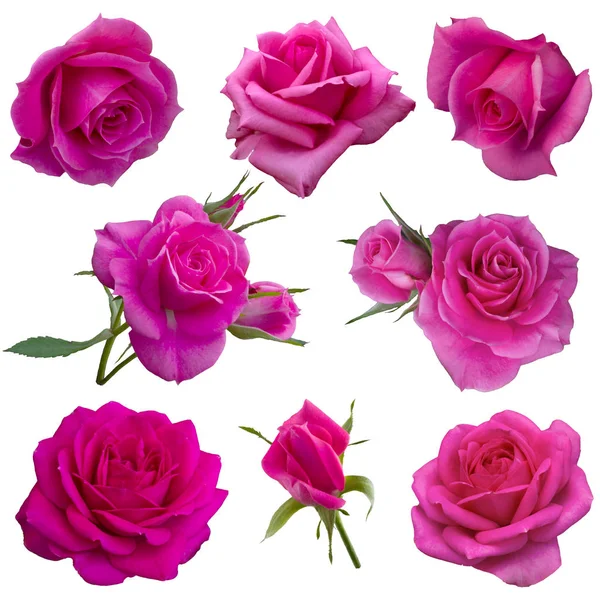 Colagem de rosas rosa — Fotografia de Stock