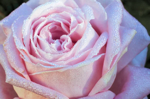 Rosa rosa fundo,, flor fresca com gotas de água — Fotografia de Stock