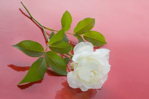 Красивый белый цветок розы — стоковое фото