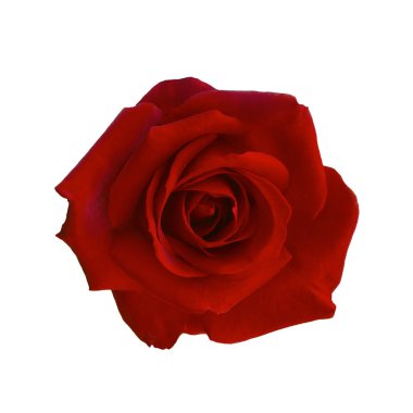 Koyu kırmızı gül