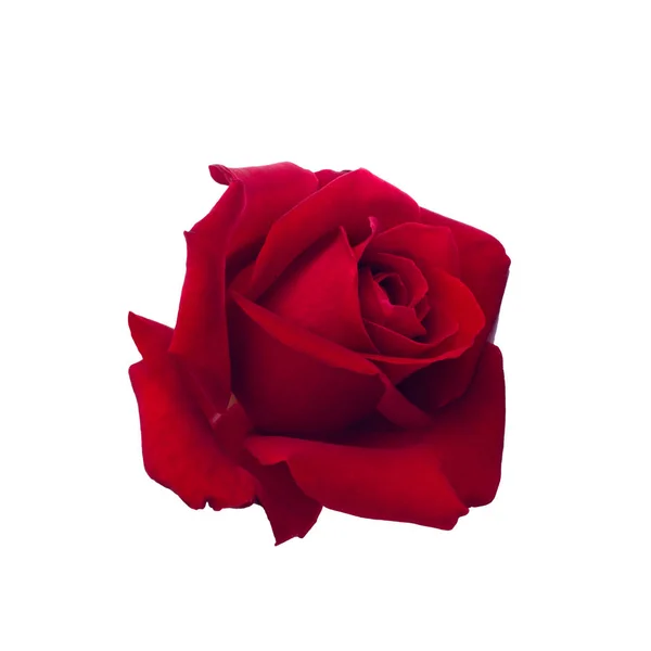 Rosa roja oscura —  Fotos de Stock