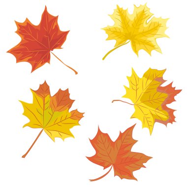 set renkli akçaağaç yaprağı