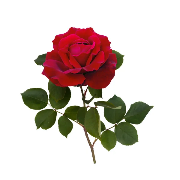 Dunkelrote Rose — Stockfoto