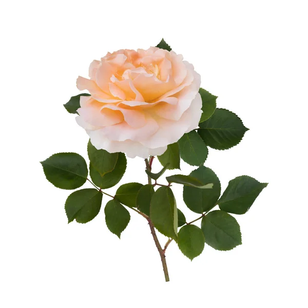 美丽米色玫瑰 — 图库照片