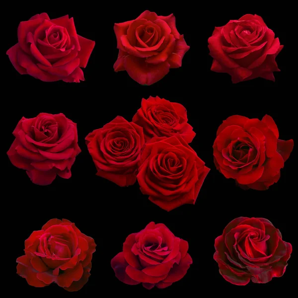 Collage aus roten Rosen — Stockfoto