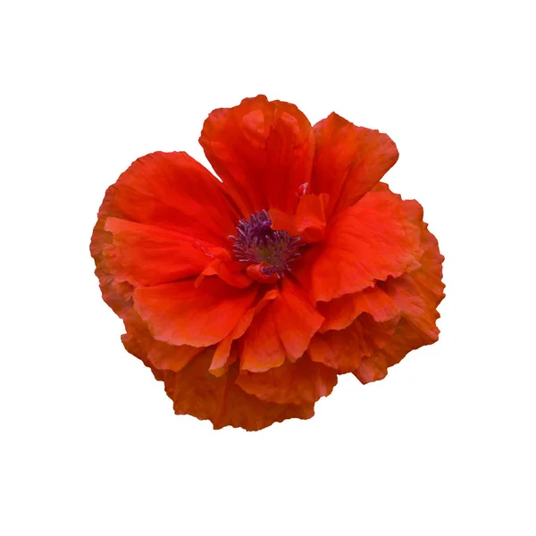 Single red poppy isolated on white — Stock Photo, Image