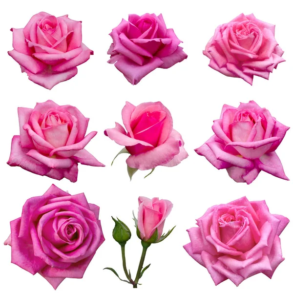 Коллаж из тонких розовых роз — стоковое фото