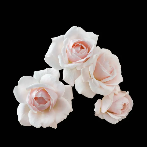 Красивая розовая ветвь розы — стоковое фото