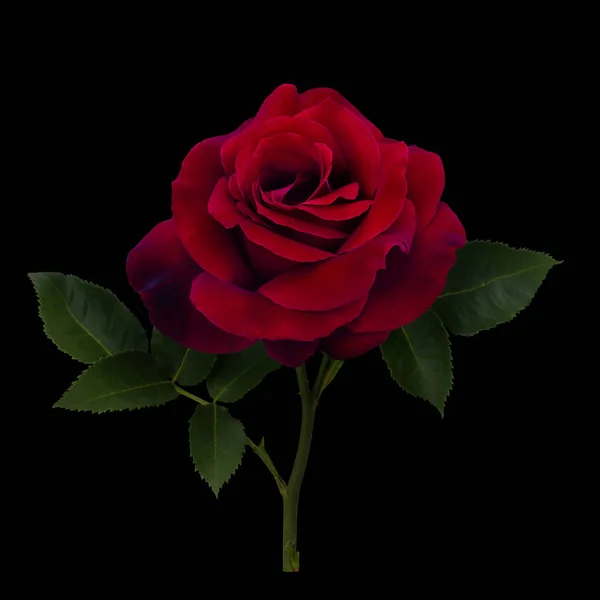 Dunkelrote Rose — Stockfoto