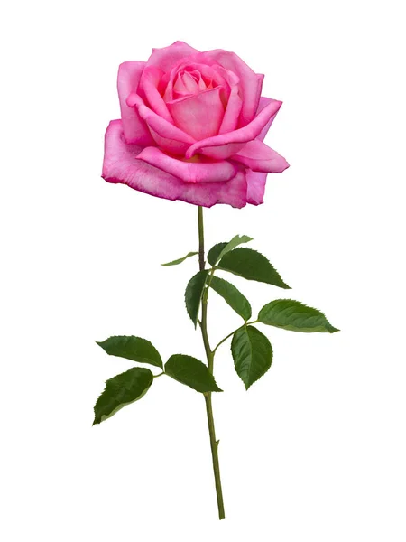 Finom rózsaszín rózsa — Stock Fotó