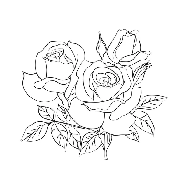 Rose schets op witte achtergrond — Stockvector
