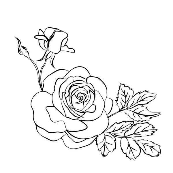 Rose sketch on white background — Stock Vector