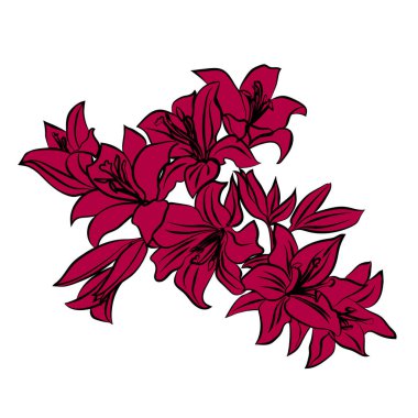 beyaz zemin üzerine kırmızı lily.