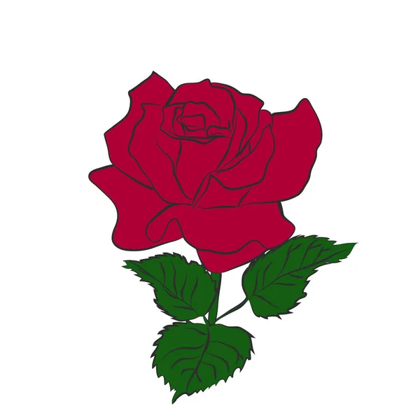 玫瑰的身影 — 图库矢量图片