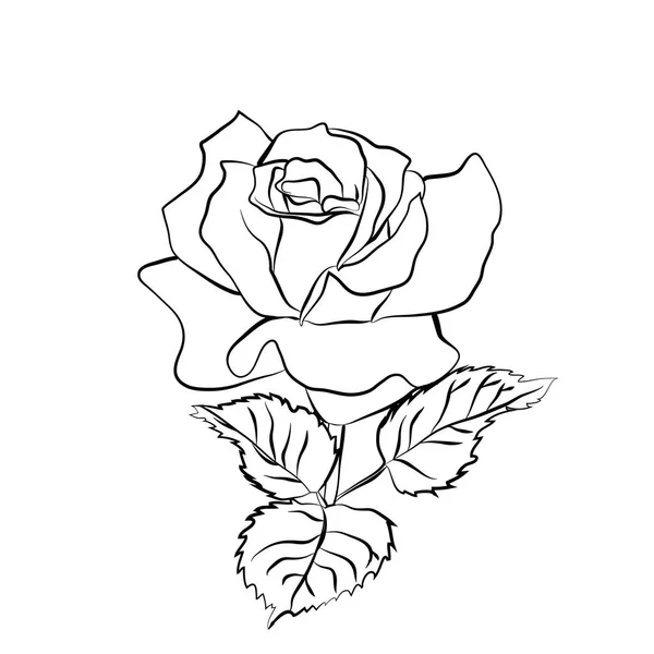 Ескіз троянди на білому тлі — стоковий вектор